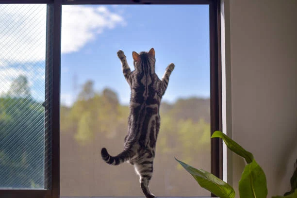 Screen Door and Window installation
